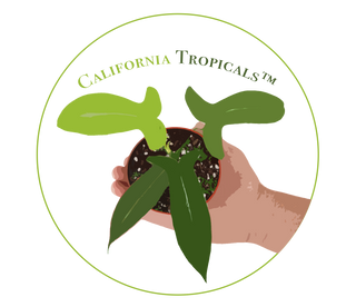 California Tropicals