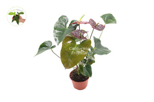 Anthurium Sempre  - 6'' from California Tropicals