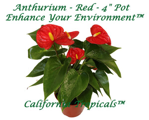 Anthurium Red - 4" Pot from California Tropicals
