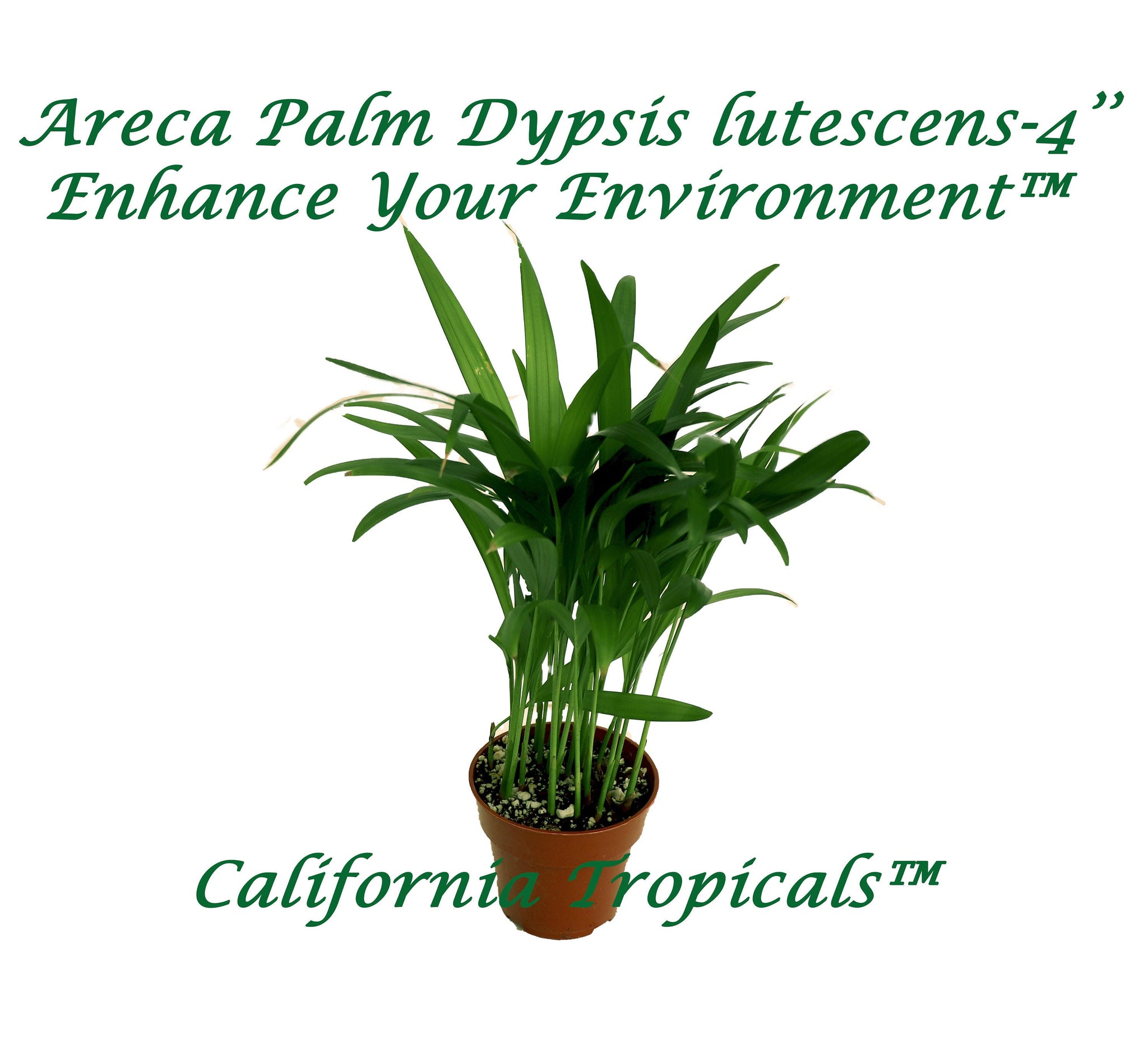 Areca Palm (Golden Cane Palm) - 4'' from California Tropicals