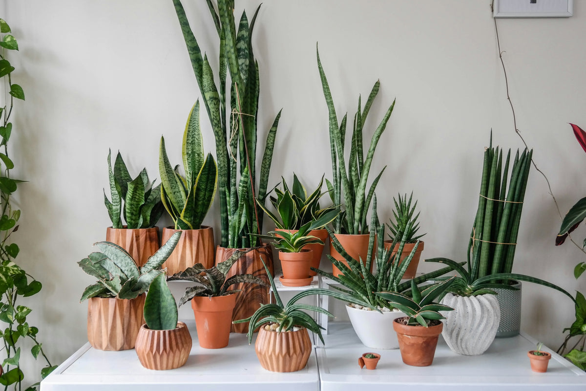 Snake plants of many varieties in terracotta and ceramic pots on a white table