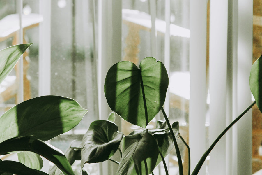 Large houseplant leaves in front of a bright window, with soft light filtering through the curtains