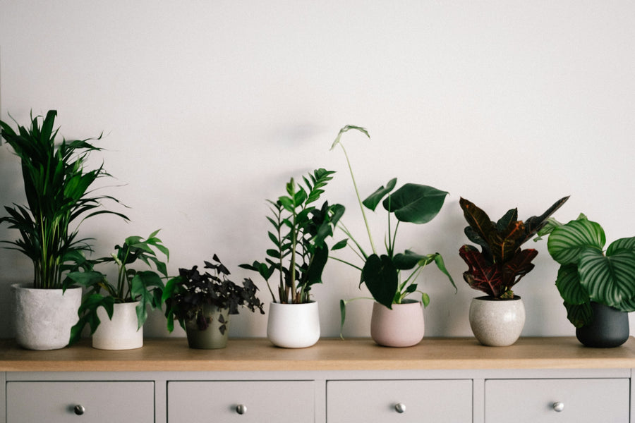 A row of easy houseplants in white and pastel pots on a light wooden sideboard