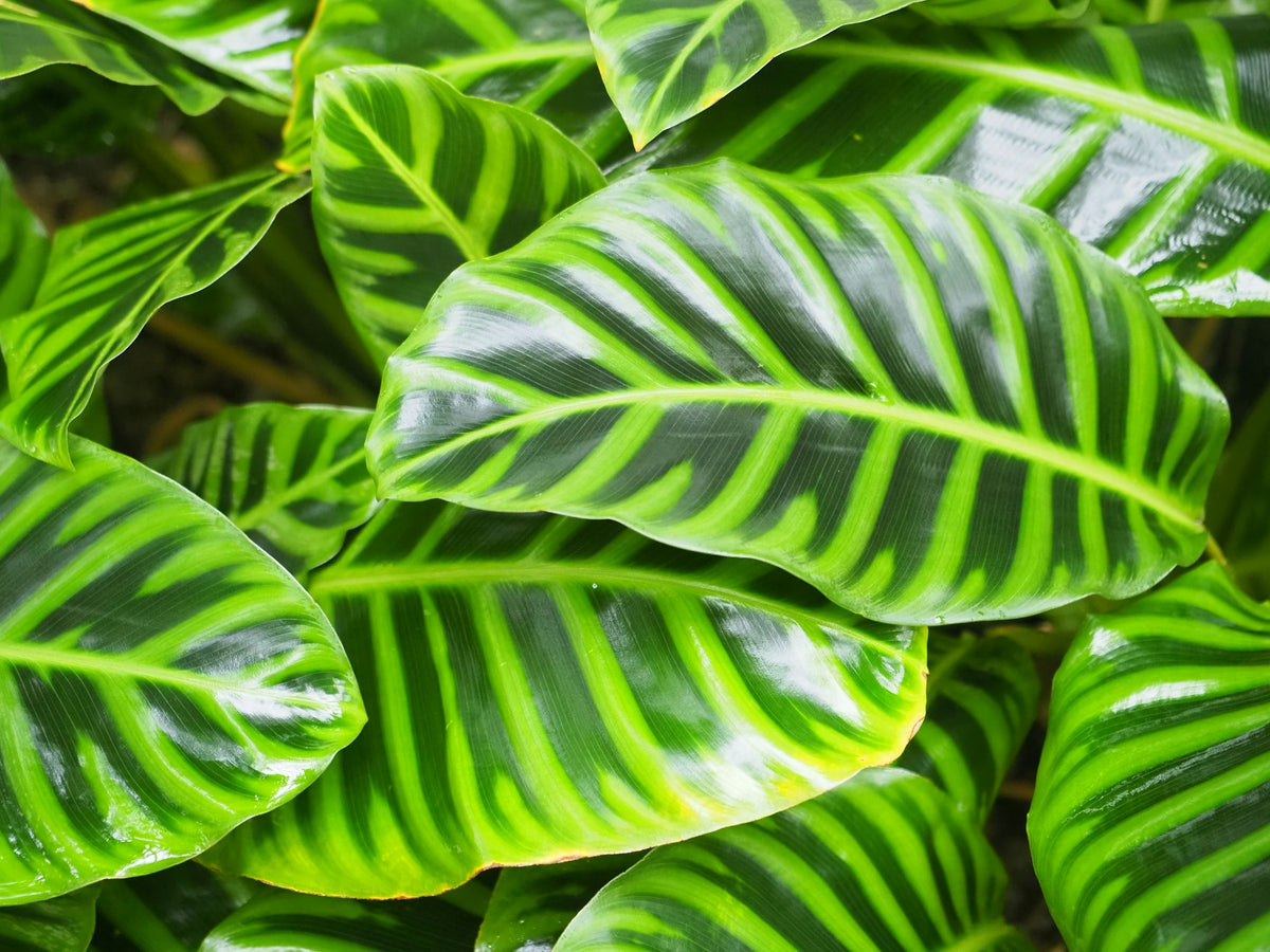 Close-up of green calathea leaves with bold pale-green stripes