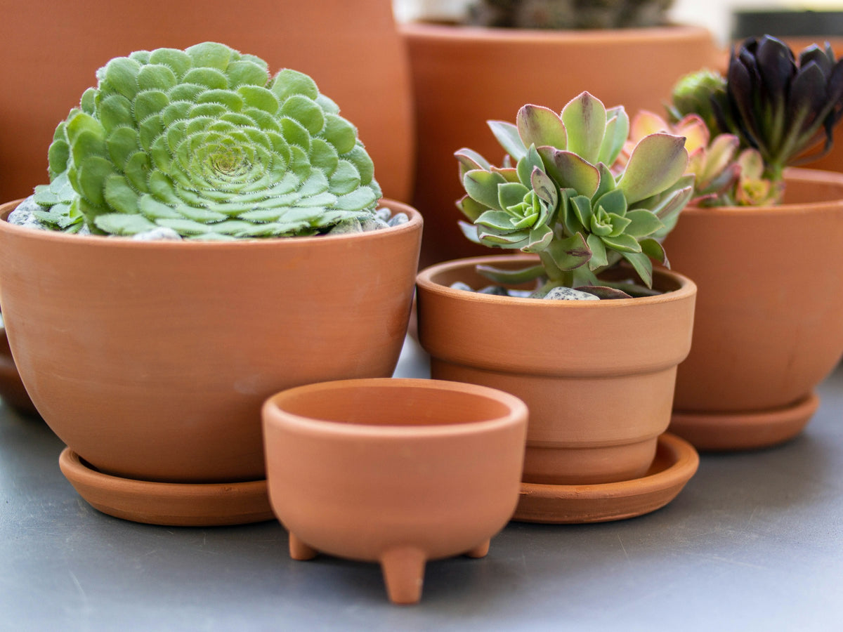 Succulents in terracotta pots, each sitting on its own saucer