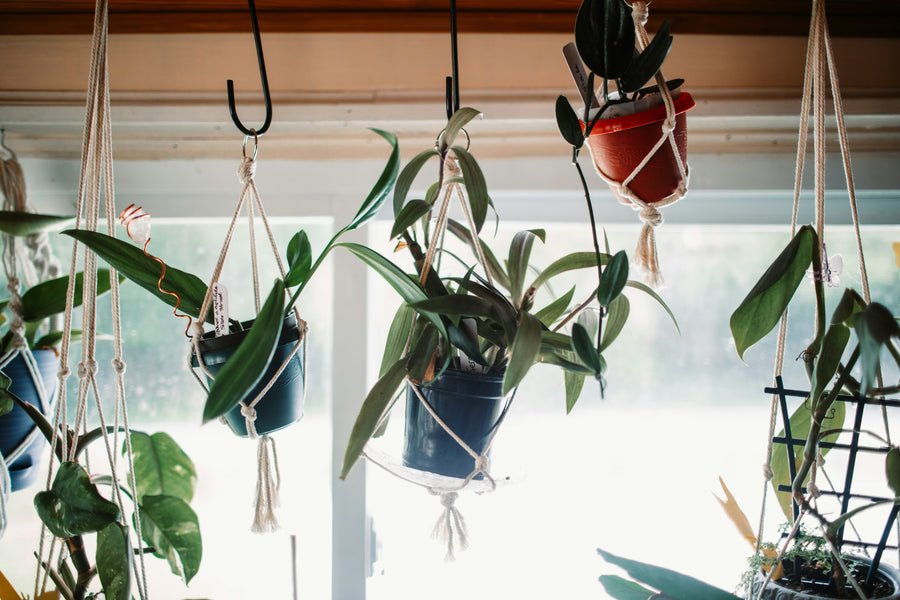 Houseplants in macramé hangers suspended from hooks in front of a bright window