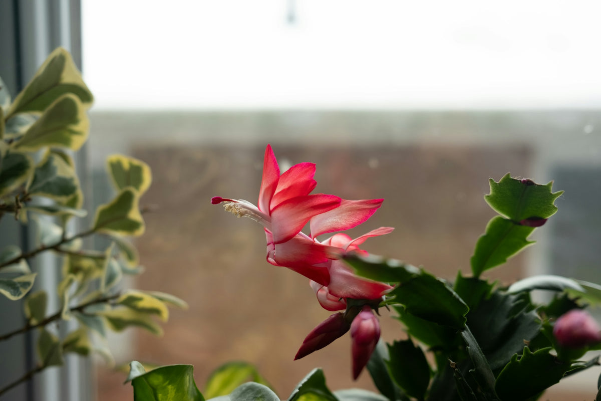 Pink-and-white holiday cactus flower and buds hanging from green stem segments by a window