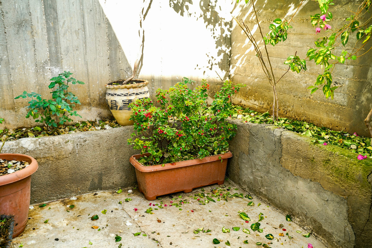 Potted plants in a sunny courtyard with fallen leaves on the ground