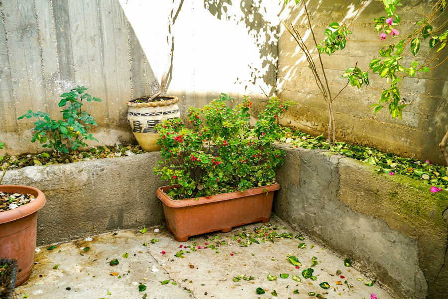 Potted plants in a sunny courtyard with fallen leaves on the ground