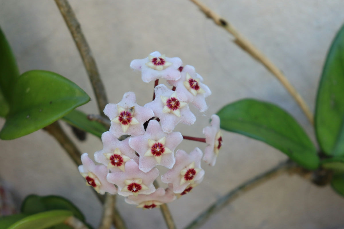 Cluster of pink star-shaped hoya flowers with red centers among thick green leaves