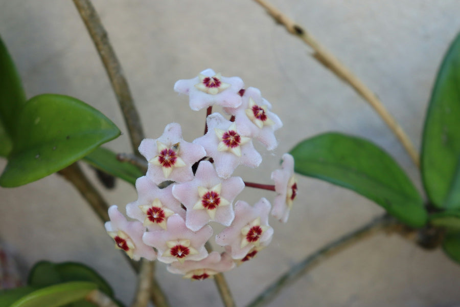 Cluster of pink star-shaped hoya flowers with red centers among thick green leaves