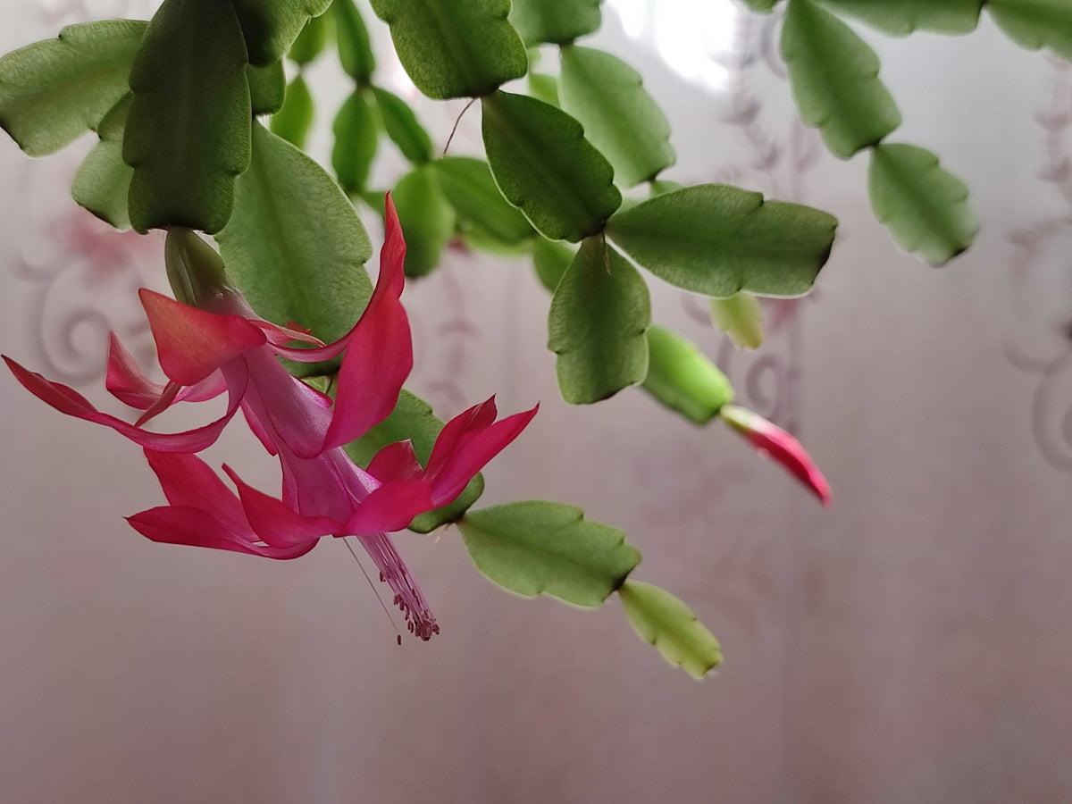 Pink holiday cactus flower hanging from scalloped green stem segments