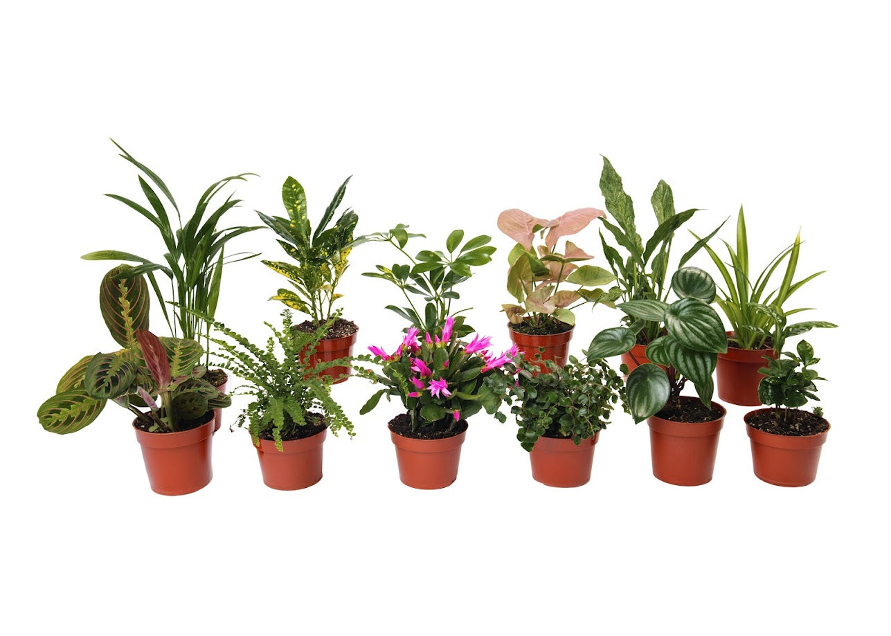 Assorted Foliage Starter Plants (10 pack) in 2.5 inch pots