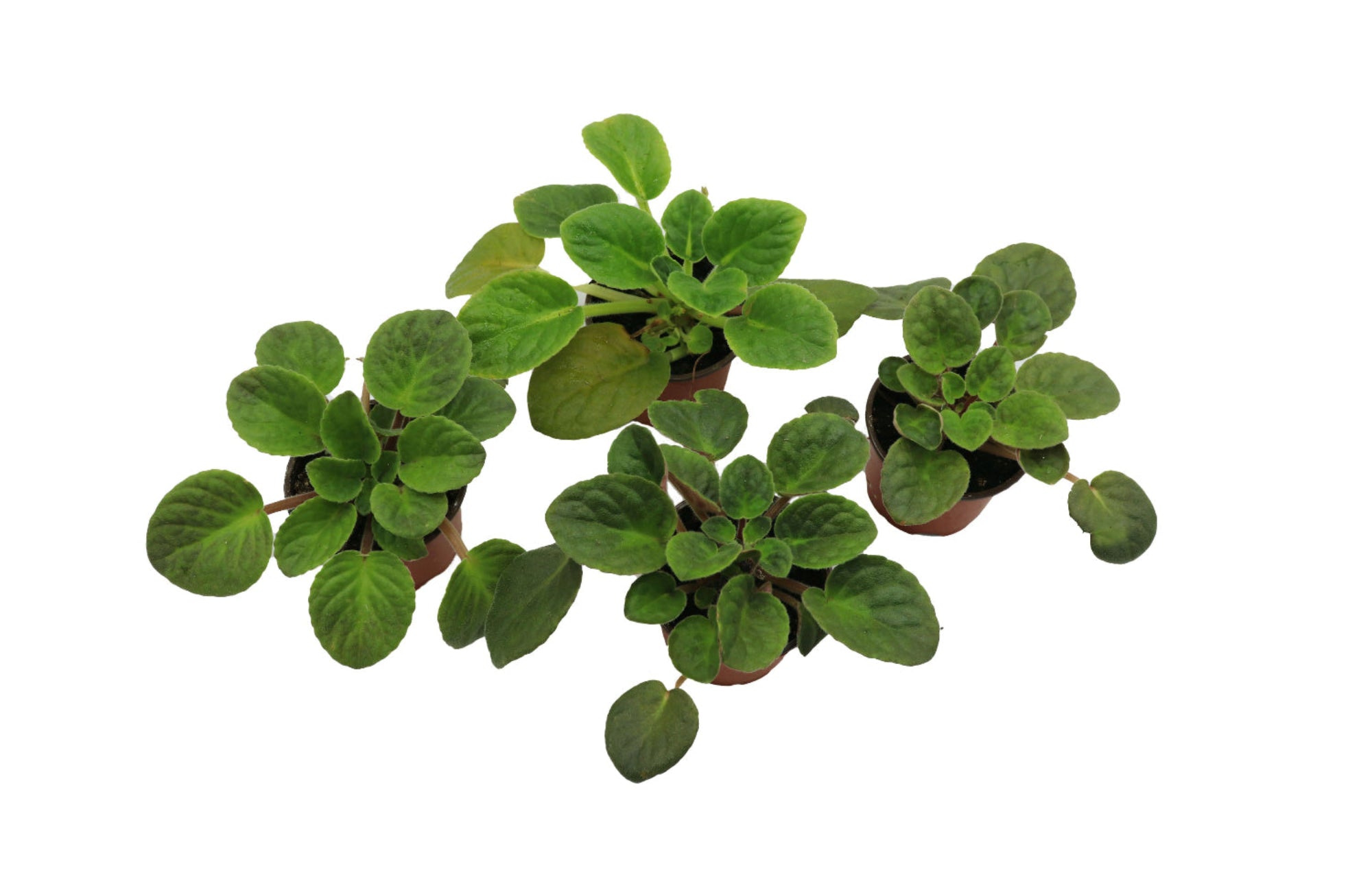 African Violet 4-Pack – Assorted Colors in 4” Grower Pots from California Tropicals