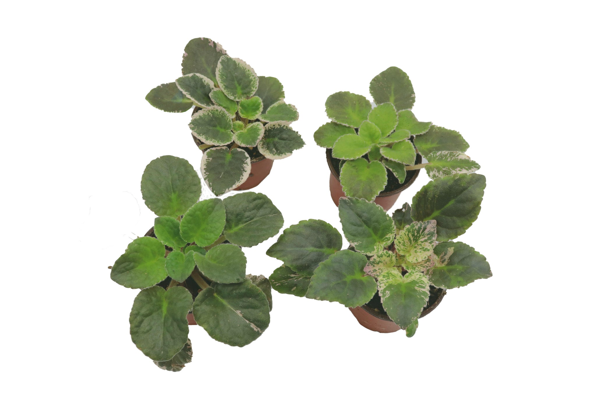 Variegated African Violet 4-Pack – Assorted Colors in 4” Grower Pots