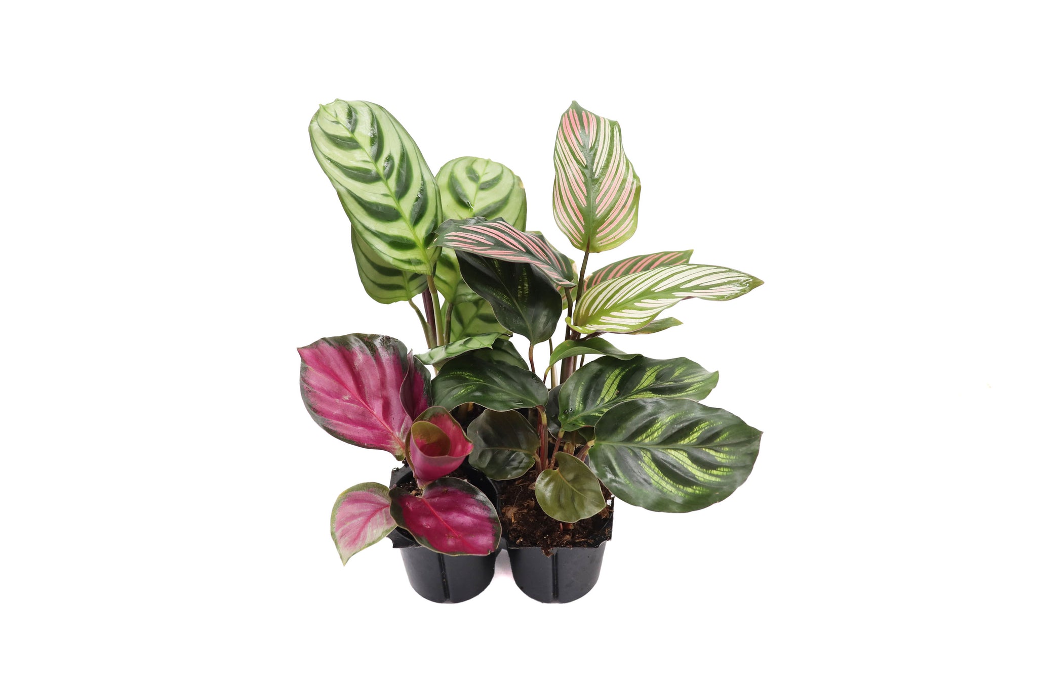 Calathea Classics 4 pack starter plants by California Tropicals