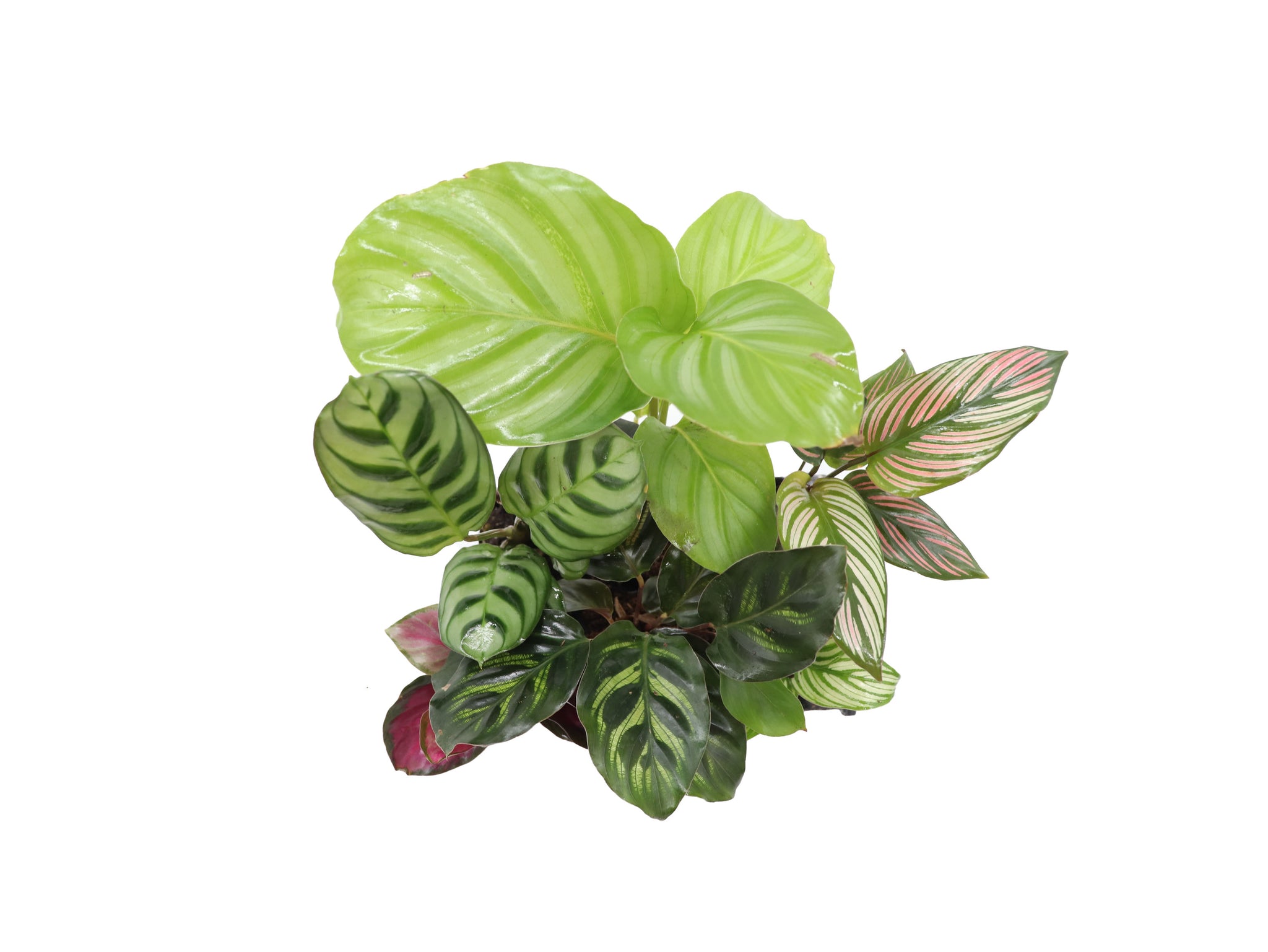 Calathea Classics 4 pack starter plants by California Tropicals