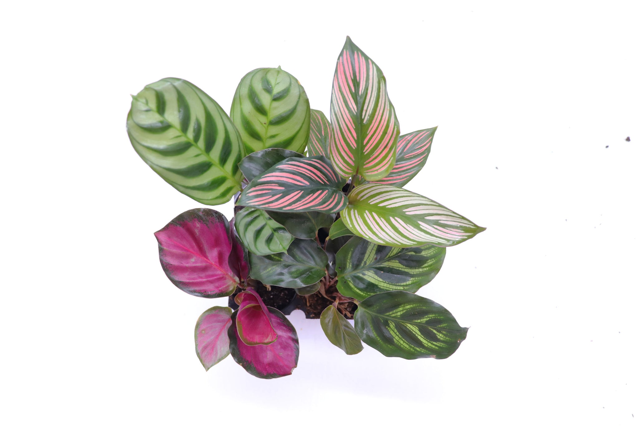 Calathea Classics 4 pack starter plants by California Tropicals