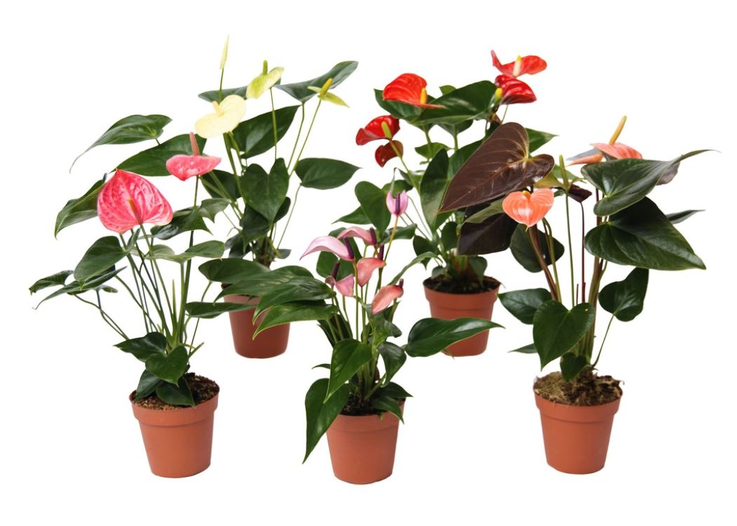 Custom order 45 anthuriums in 4 inch growers pots