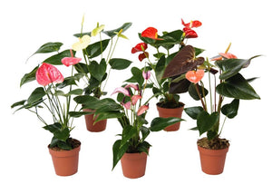 Custom order 45 anthuriums in 4 inch growers pots