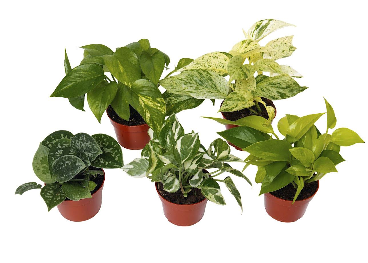 Five Pothos Plants Assorted Varieties in 4-inch pots