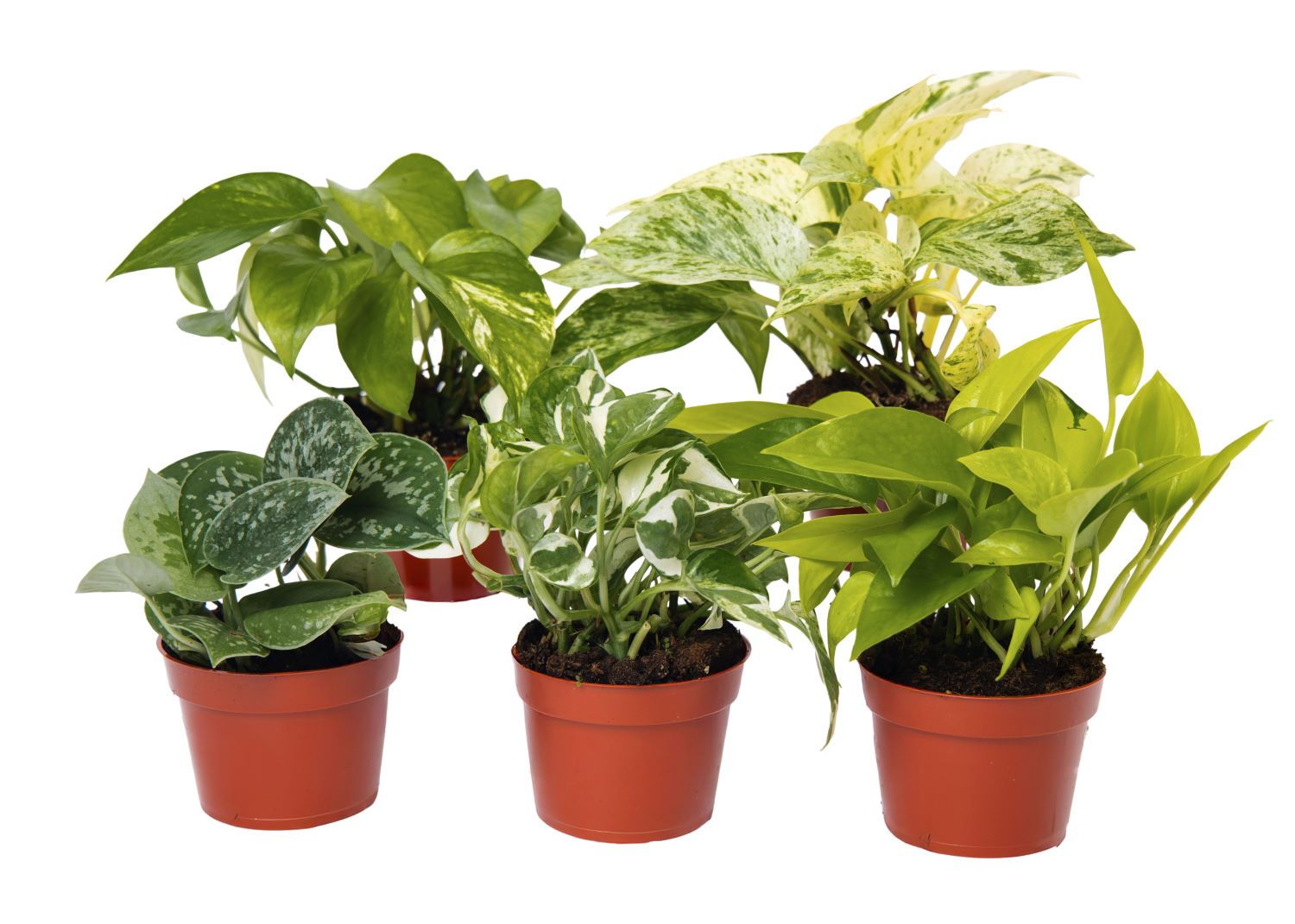 Five Pothos Plants Assorted Varieties in 4-inch pots