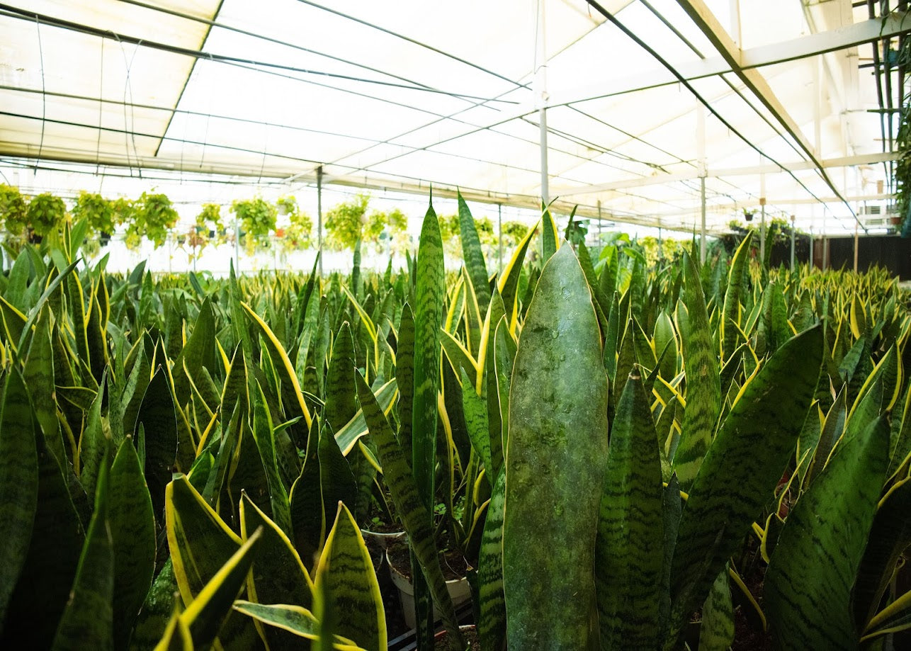 sansevieria assorted 3 Snake Plants