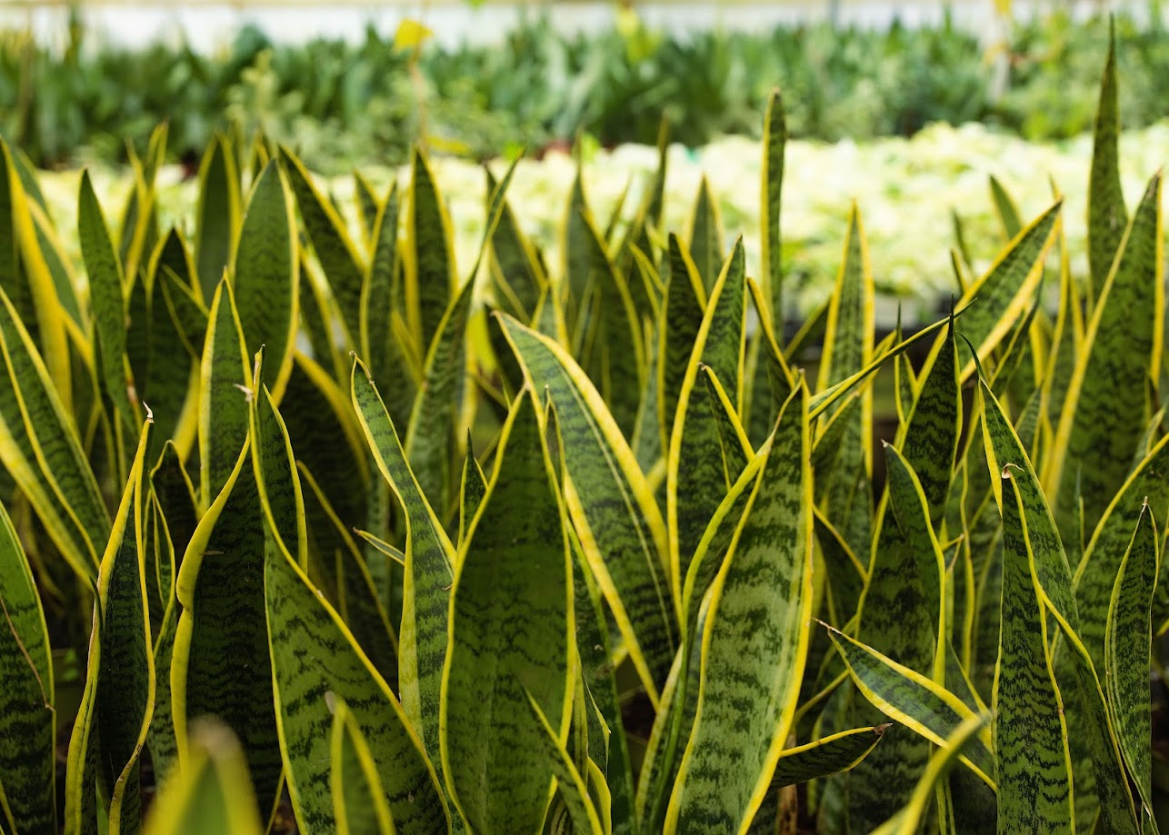 3 Snake Plants