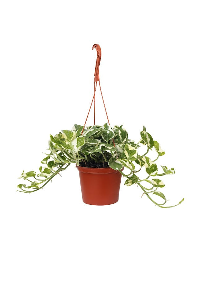 Pothos ('N Joy') live plant in a 6" grower's pot