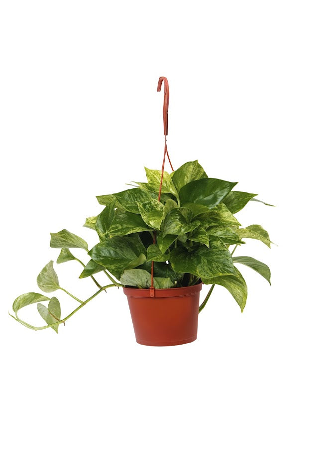 Marble Queen Devil's Ivy in a 6 inch pot, variegated trailing pothos with green and creamy white leaves.