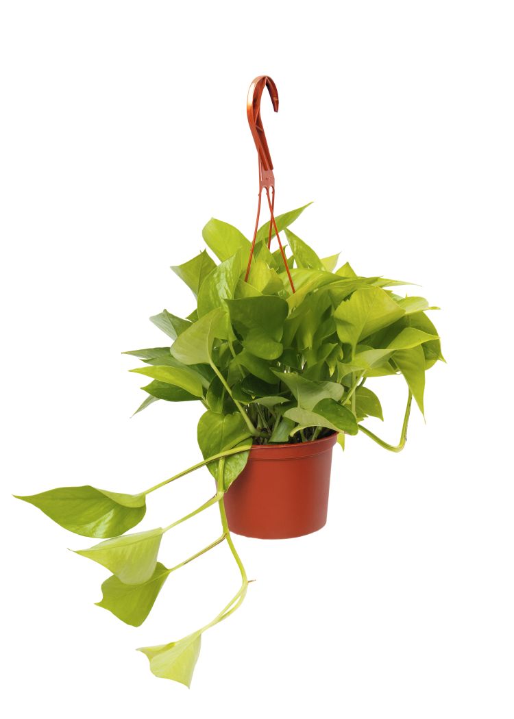 Neon Pothos in a 6 inch pot, trailing foliage