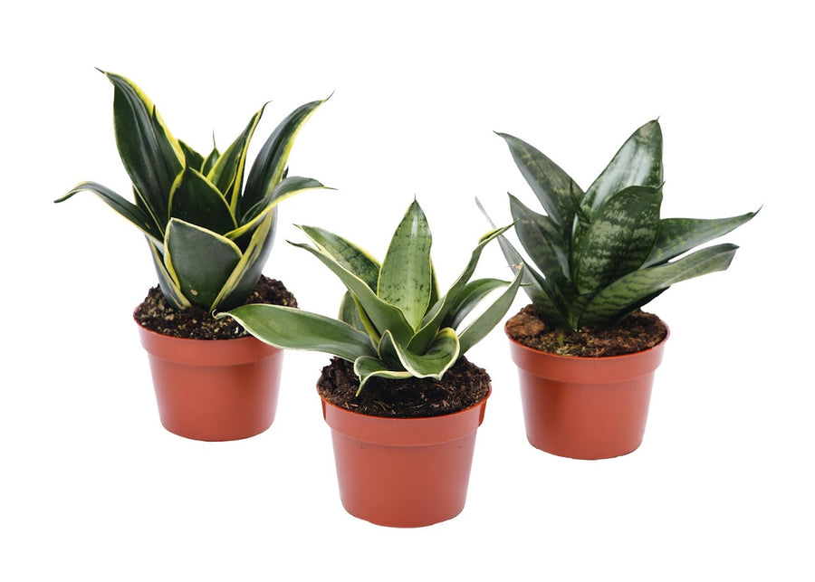 Three assorted Sansevieria snake plants in 4 inch nursery pots