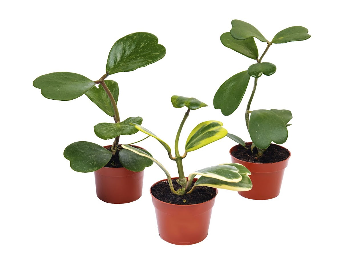 Three Sweetheart Hoyas tall stems in 4 inch pots