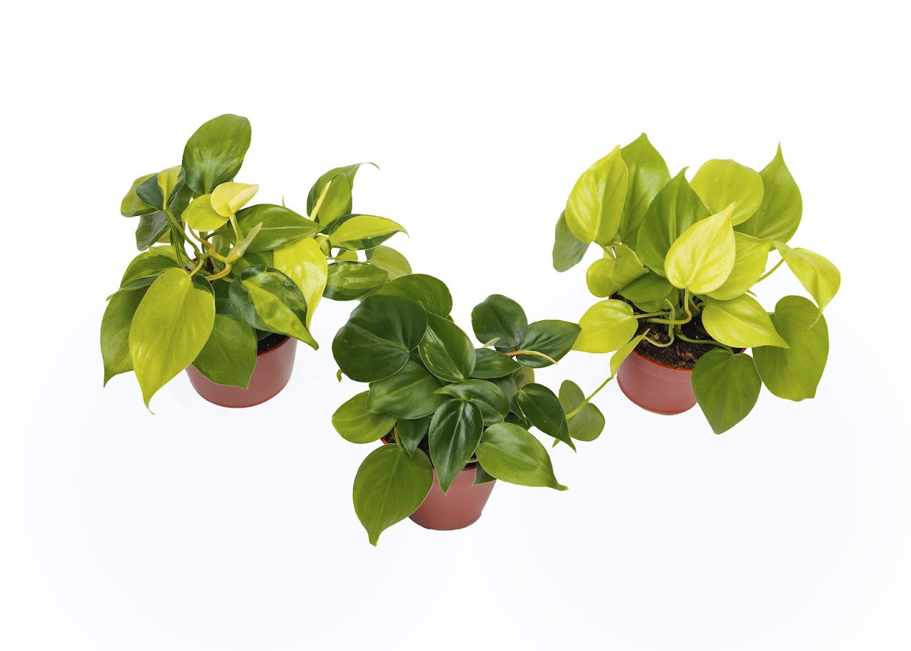 Three Heart-shaped Philodendrons