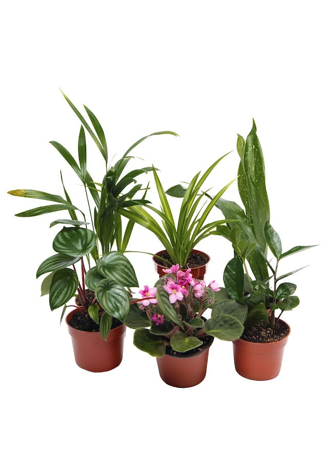 Assorted Foliage plants 6 pack 4 inch plants