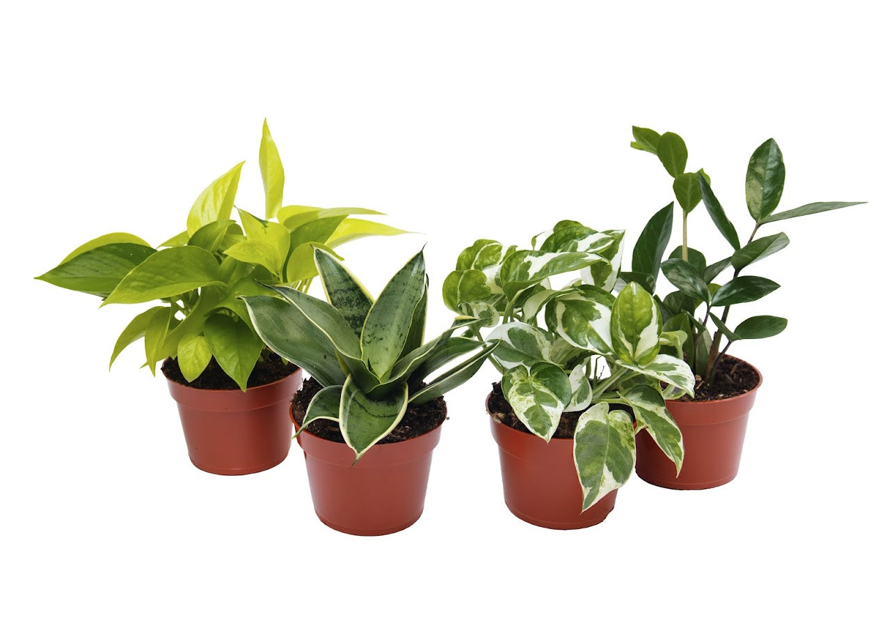 Pet Friendly Houseplants Pack of 4