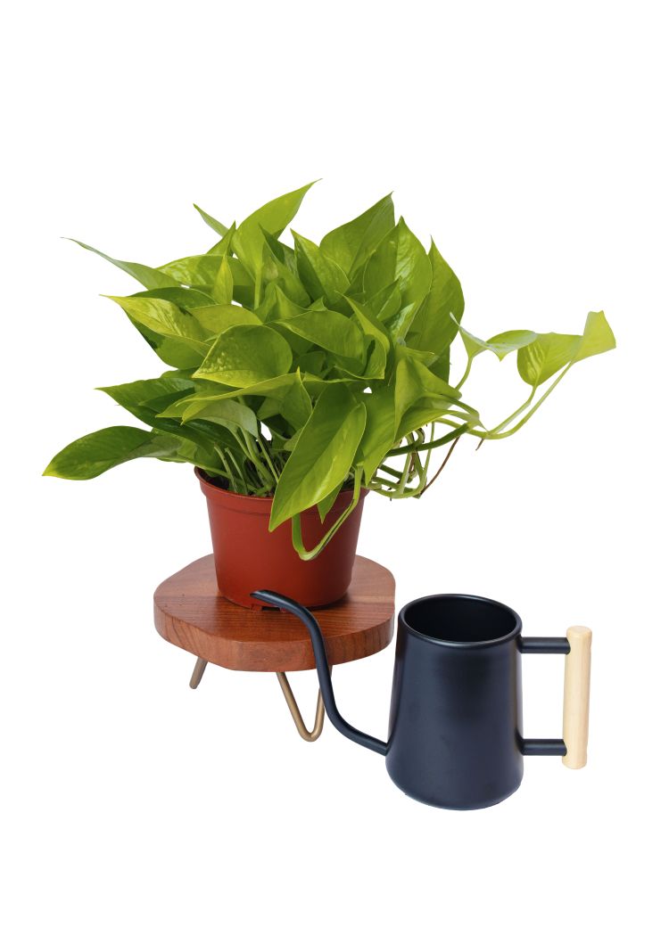 6 inch Neon Pothos houseplant ready for hanging basket