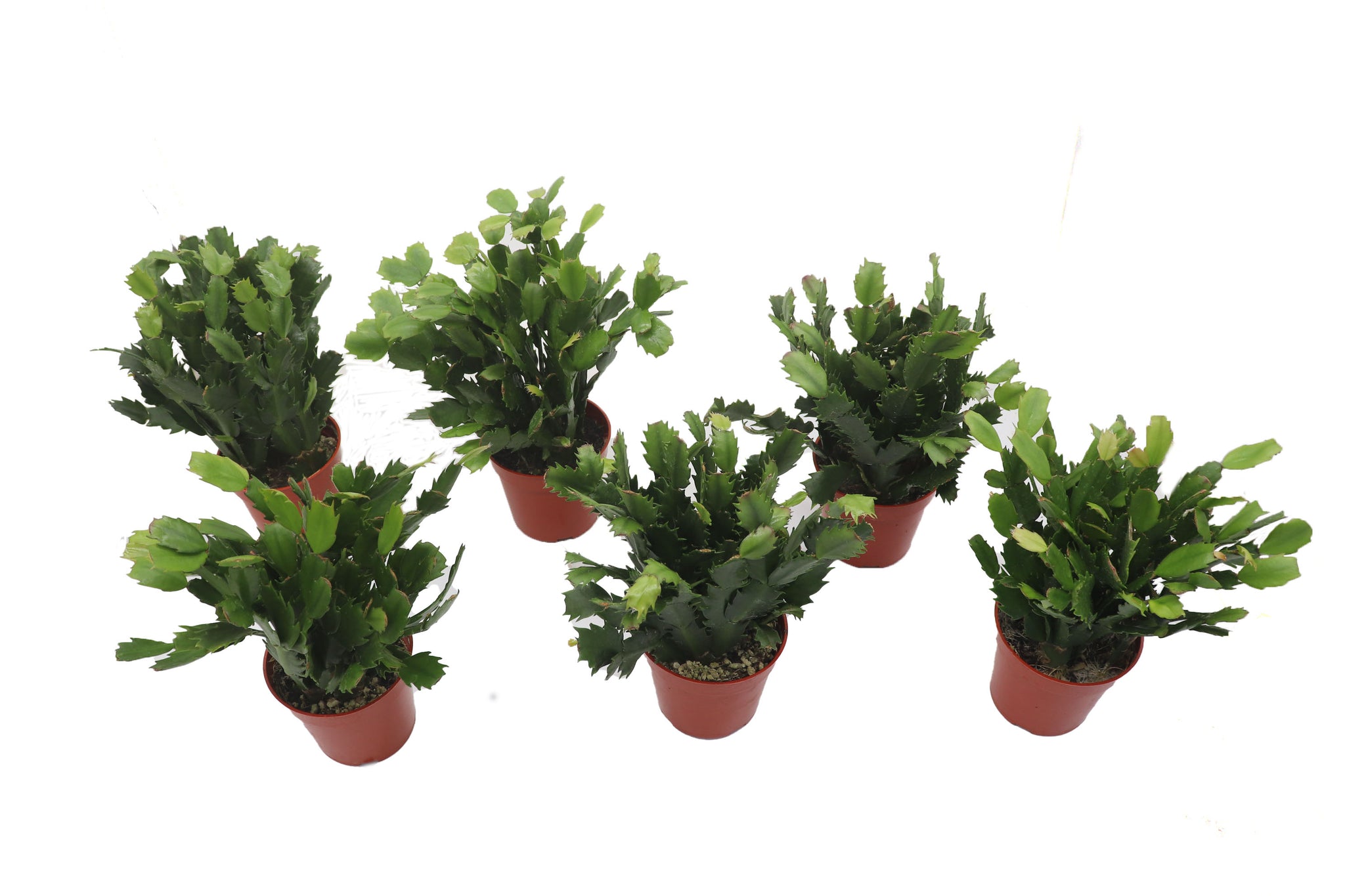 6-Pack Holiday Cactus, Assorted Colors, Each in 4 inch grower's Pot