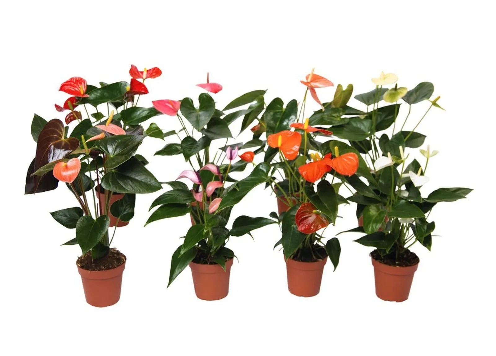 3 Pack Assorted Anthuriums