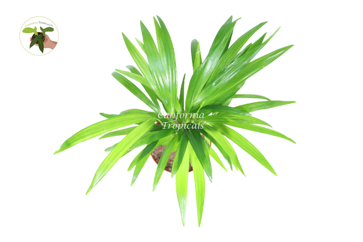 Areca Palm (Golden Cane Palm) foliage detail