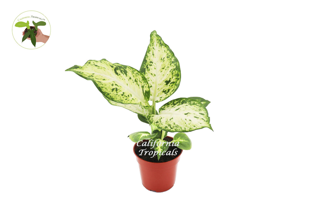 Dieffenbachia Amy live plant in a 4" grower's pot