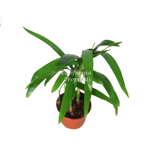 Areca Palm (Golden Cane Palm) in a 3" grower's pot