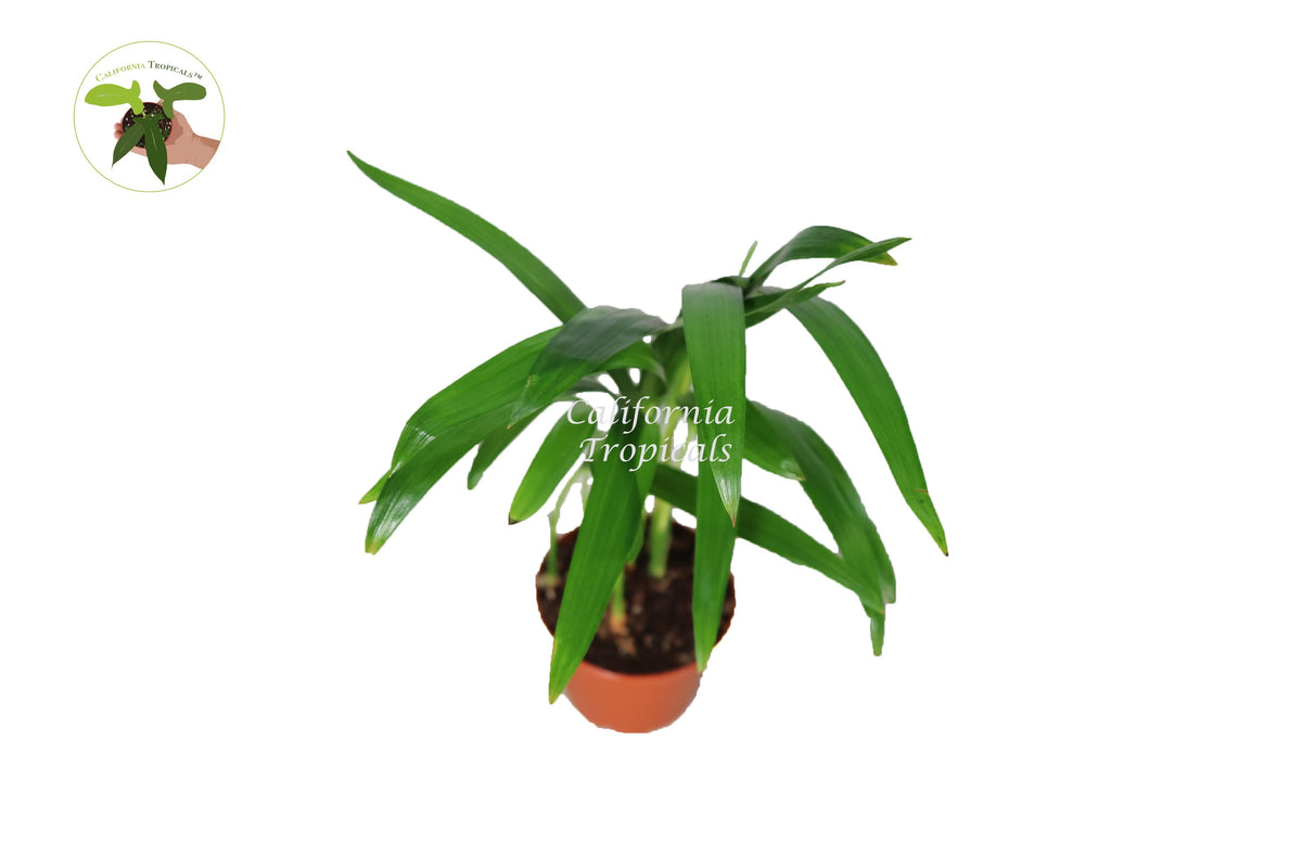 Areca Palm (Golden Cane Palm) in a 3" grower's pot