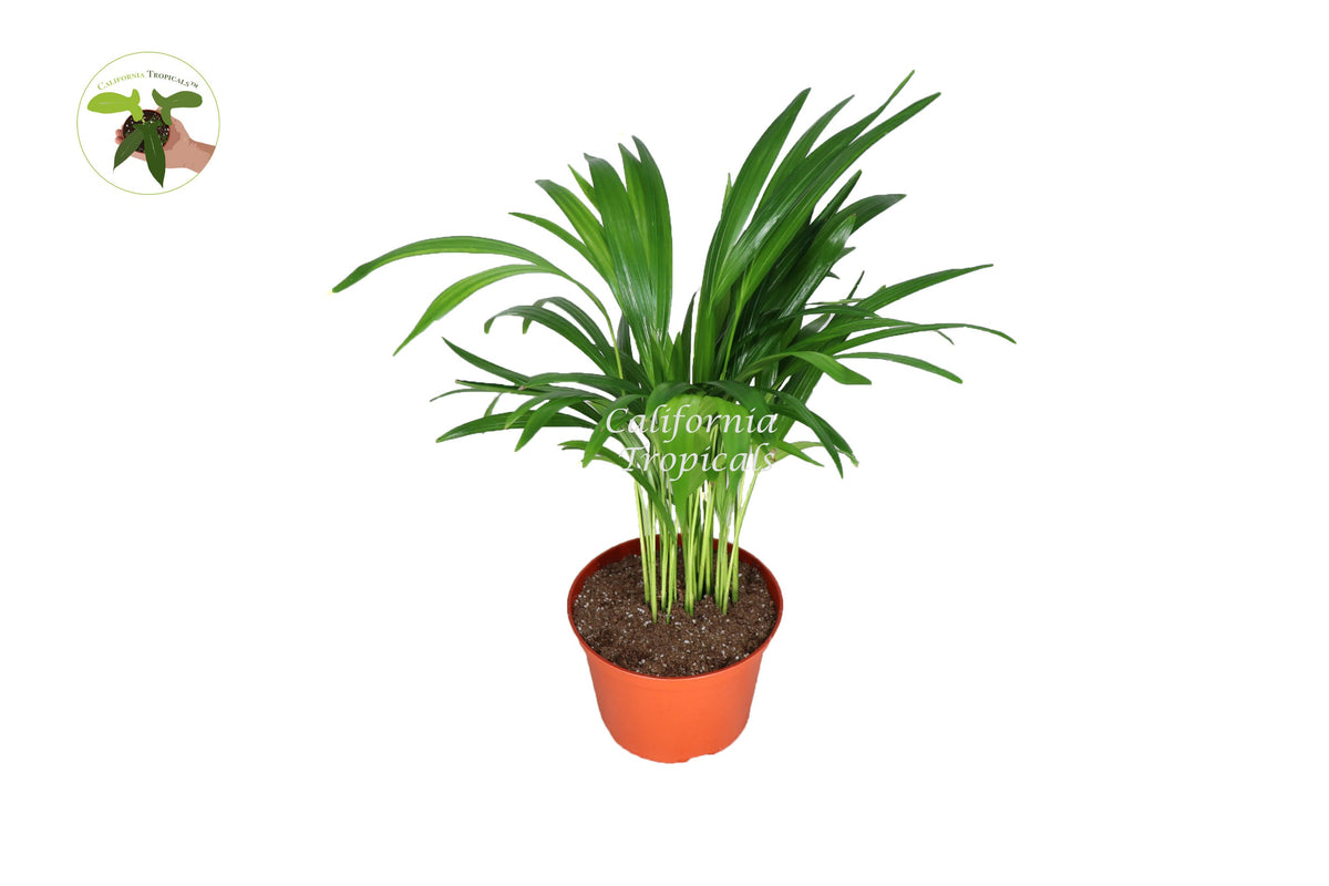 Areca Palm (Golden Cane Palm) in a 6" grower's pot