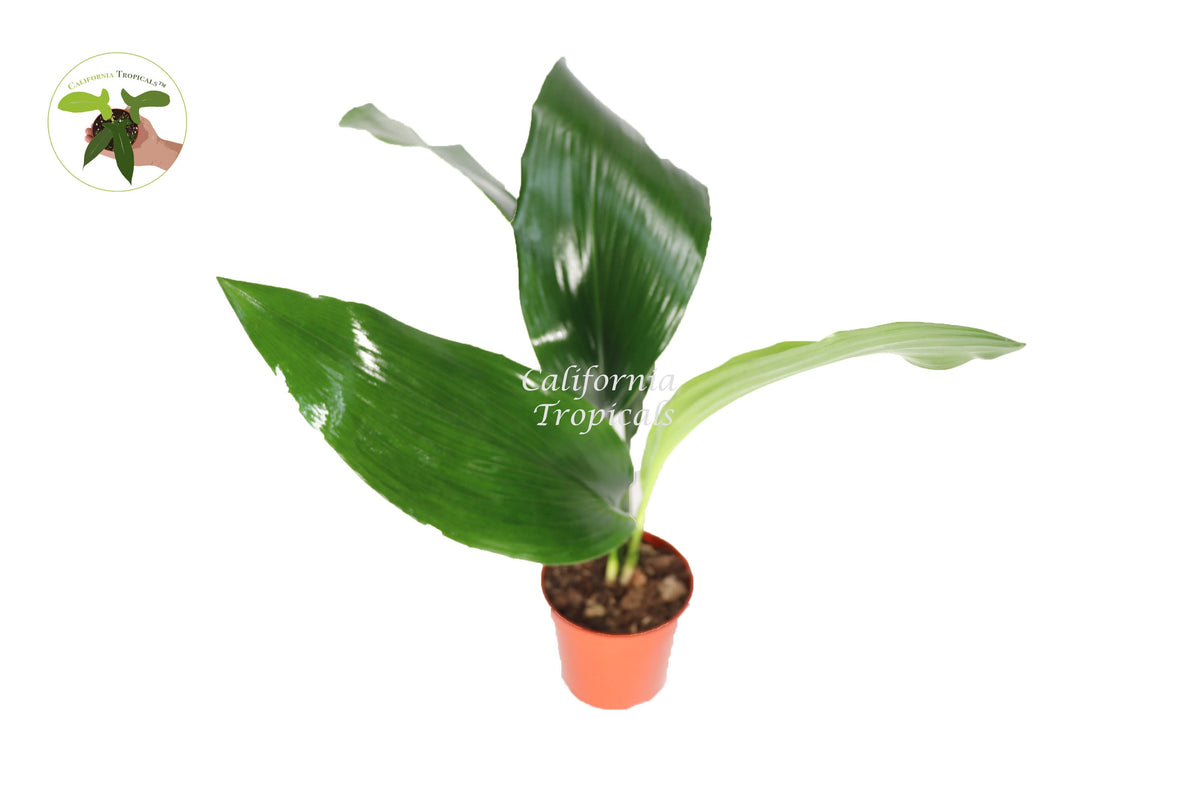 Cast Iron Plant (Aspidistra Elatior) in a 4" grower's pot
