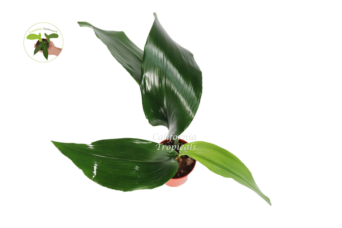 Cast Iron Plant (Aspidistra Elatior) foliage detail
