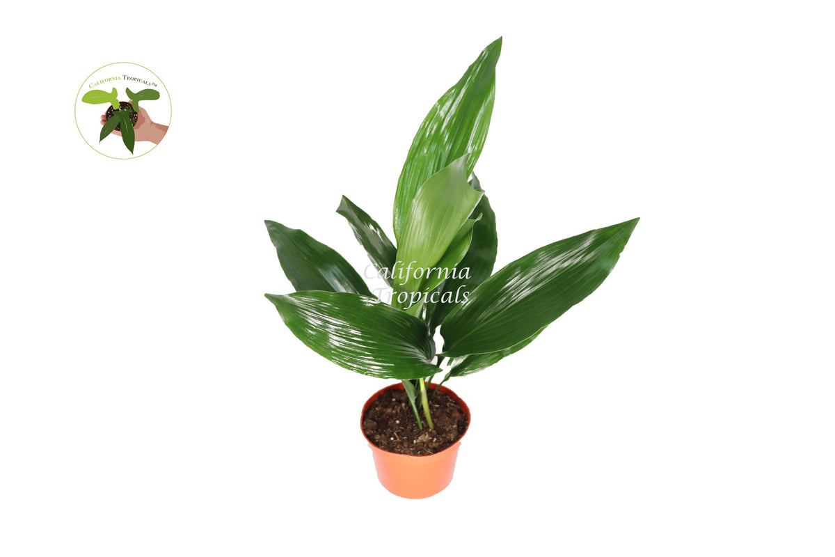 Cast Iron Plant (Aspidistra Elatior) foliage detail