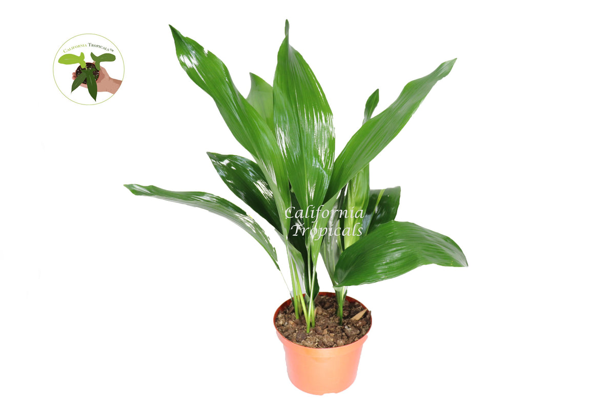 Cast Iron Plant (Aspidistra Elatior) in a 8" grower's pot