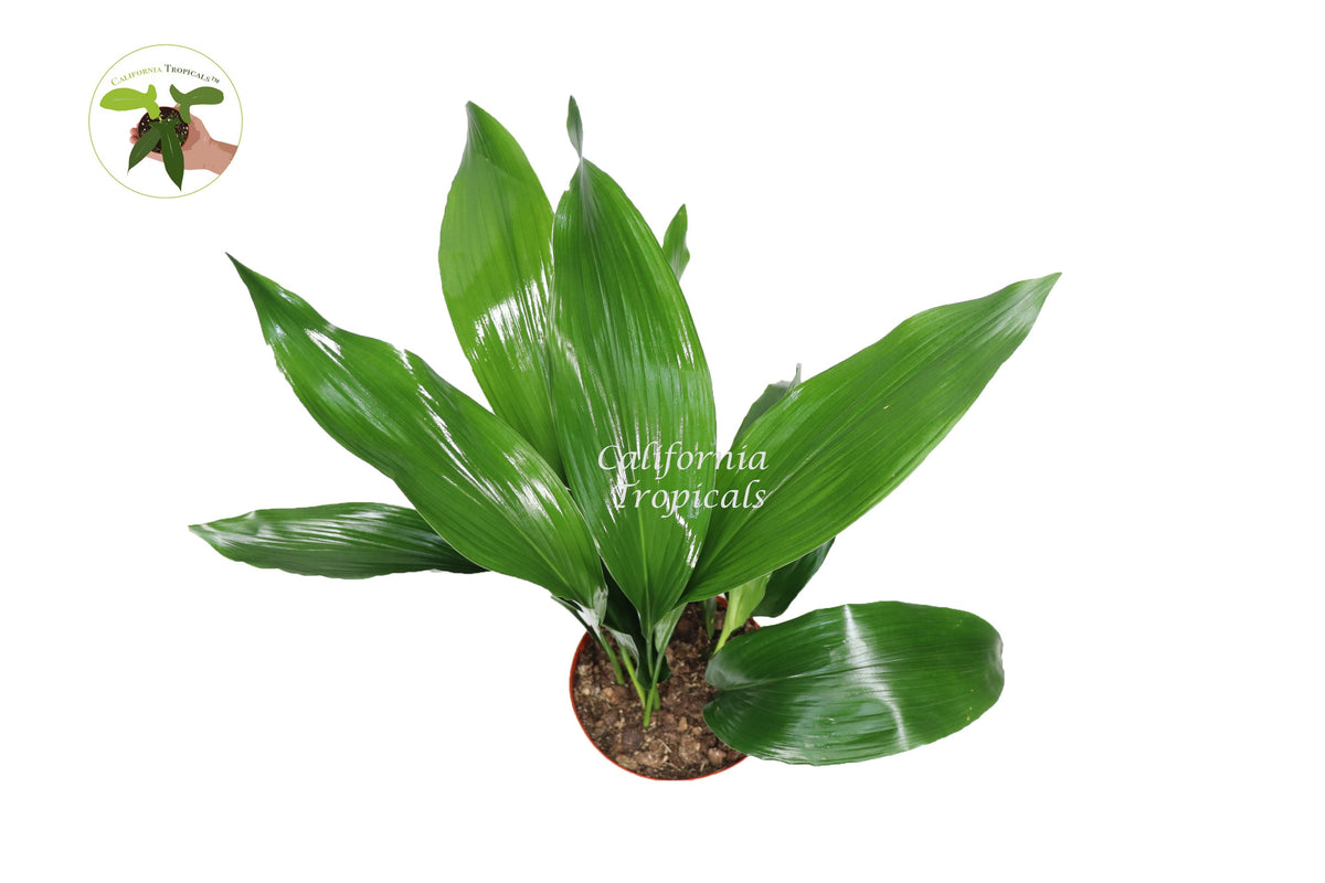 Cast Iron Plant (Aspidistra Elatior) foliage detail