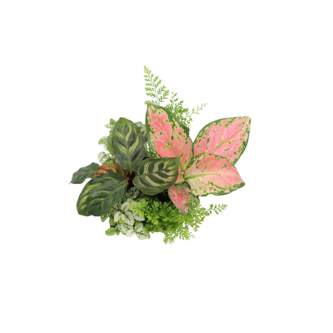 Mini House Plants, 6-Pack Assorted in Easy-to-use Plug Tray, Decorative Foliage Starters, terrarium Fairy Garden Plants, Grower's Choice Cherry Picked Many Variet